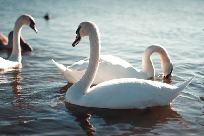 Beautiful white swan with the family in swan lake, romance, seasonal postcard, selective focus