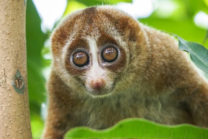Slow Loris monkey on tree with green leaf as background. Slow lorises often hang upside-down from branches by their feet so they can use both hands to eat.
