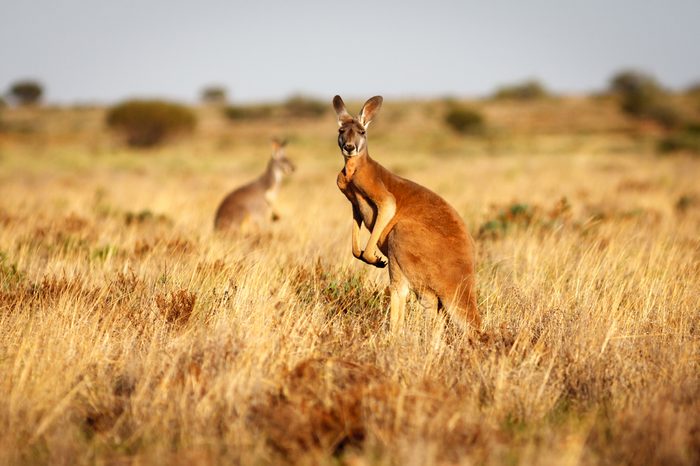 Red Kangaroo standing up in grasslands in the Australian Outback