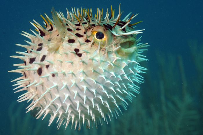Blowfish or diodon holocanthus underwater in ocean in tropical destination