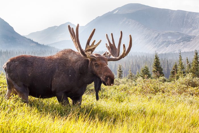 Wild Moose Grazing the Mountains of Colorado ||Brainard Lake Recreation Area, Ward, CO [Colorado Wildlife]