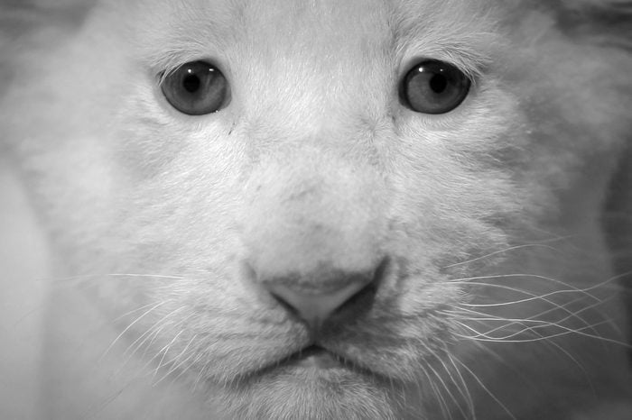 A White Lion Cub Looks at the Camera During a Photo Session at Circus Krone in Darmstadt Germany 24 May 2013 Circus Krone Has Introduced Six Baby Lions Four White and Two Brown They Were Born Two Weeks Ago Germany Darmstadt