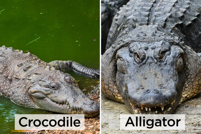 Croc-vs-Alligator