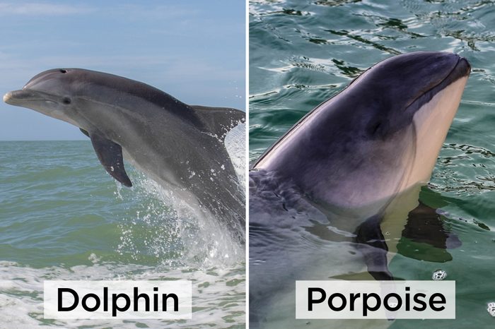 Dolphin-vs-porpise