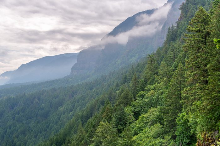 Dense green forest climbing the slopes of the Columbia River Gorge in Oregon