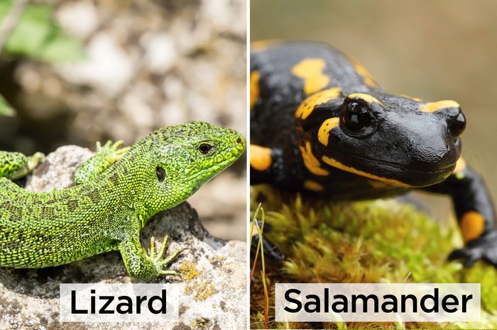 Lizard-vs-Salamander