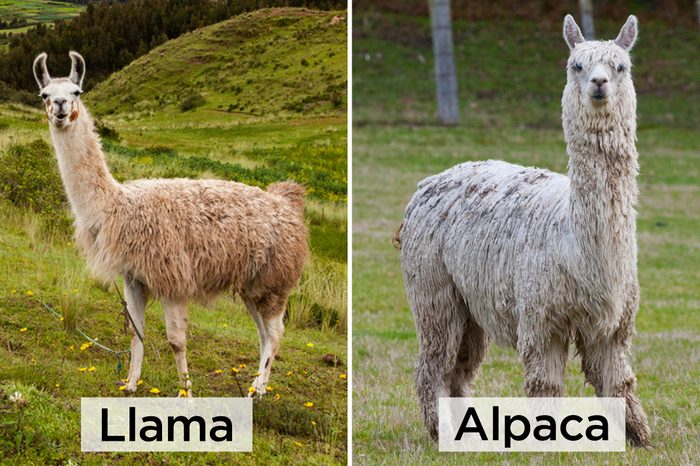 Llama-vs-Alpaca