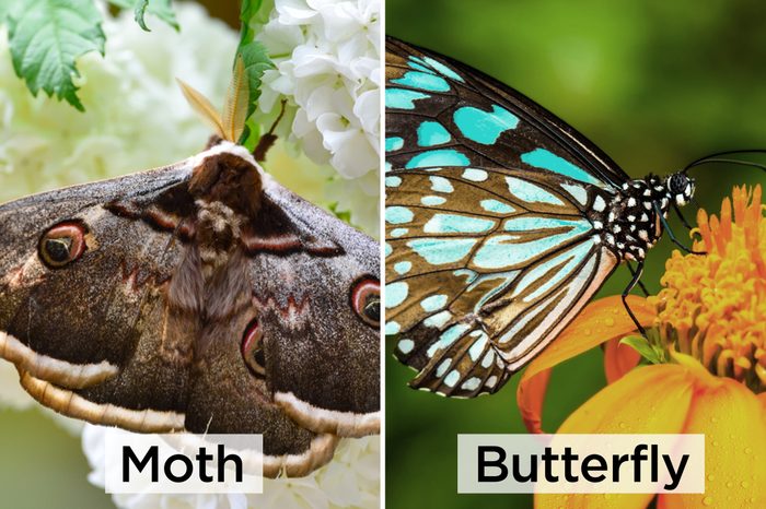 Moth-vs-butterfly