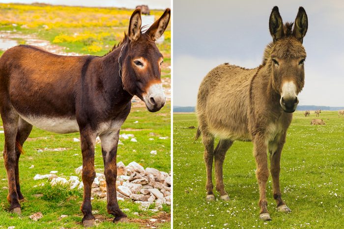 Mule-Vs-Donkey