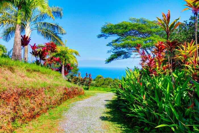 Palms in tropical garden with flowers and palm trees overlooking the ocean with blue sky. Garden Of Eden, Maui Hawaii