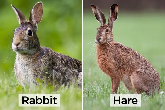 Rabbit-vs-hare