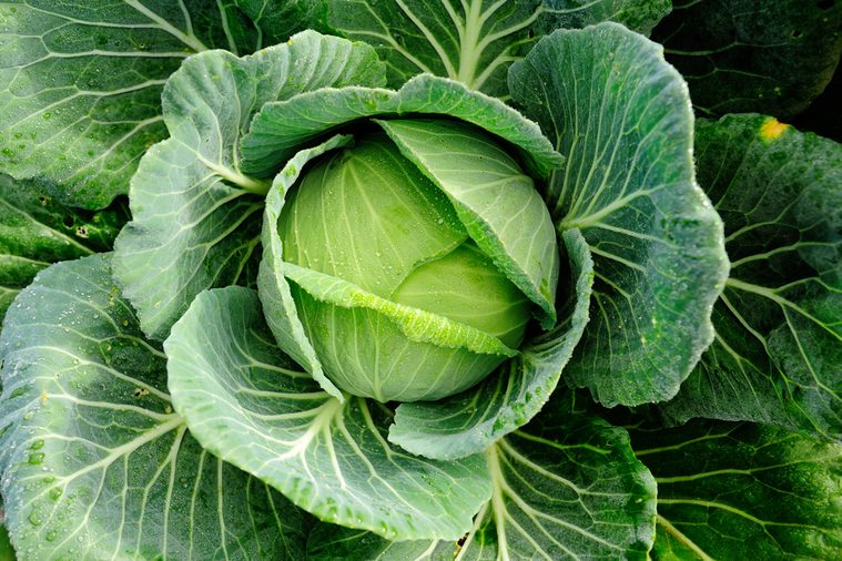 cabbage vegetable in field background