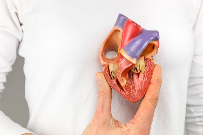 Female hand showing plastic heart model in front of body