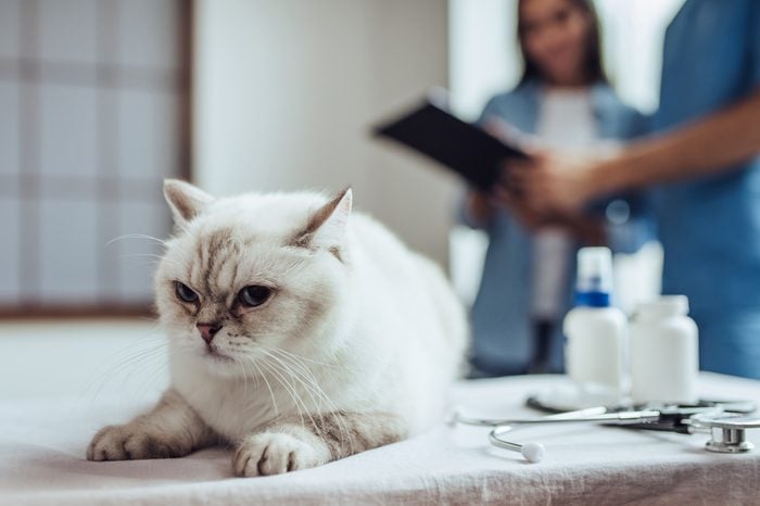 Handsome doctor veterinarian at clinic is examining cute cat while his owner is standing nearby. Cute cat is lying on vet table on the foreground.