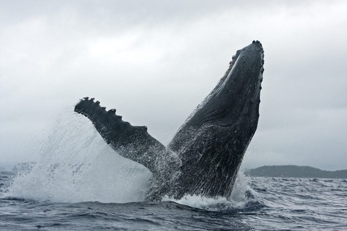 humpback whale, megaptera novaeangliae, Vava'u island, Tonga