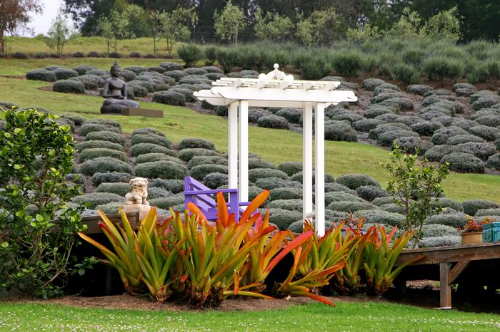 Beautiful Gardens Alii Kula Lavender Farm Maui Hawaii