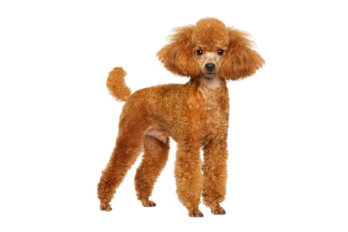 Miniature poodle in stand on white background
