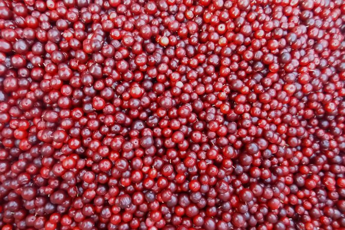A lot of red huckleberry berries