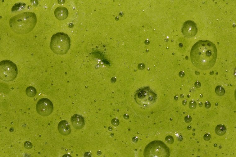 Green Smoothie - Close up photograph looking down at a freshly prepared green smoothie with bubbles still in the mixture. 