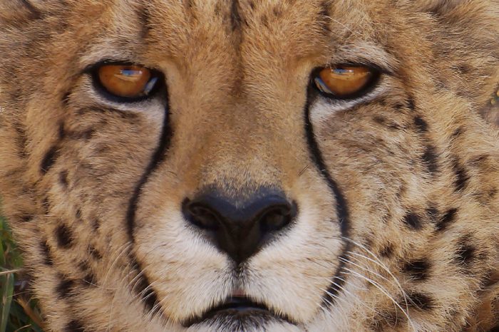 eye contact with cheetah