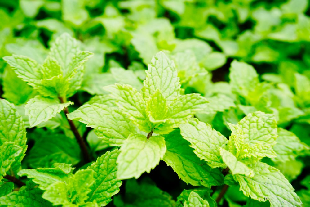 Mint leaves, mint leaves green and grow up. close up, background.