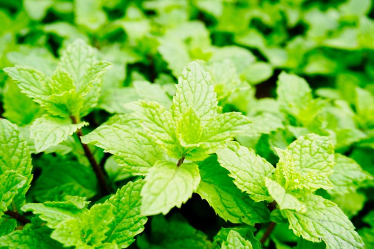 Mint leaves, mint leaves green and grow up. close up, background.