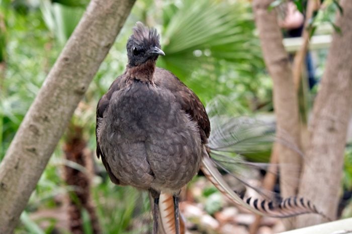 this is a close up of a lyrebird