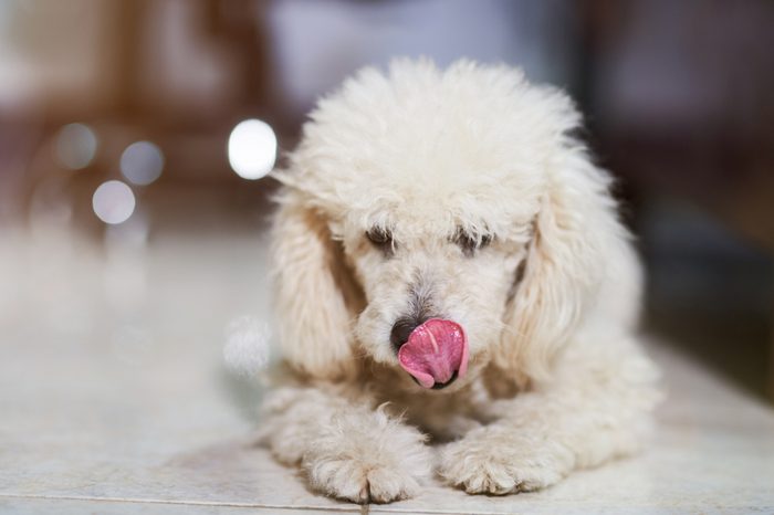 Poodle dog licking his nose on blurred background