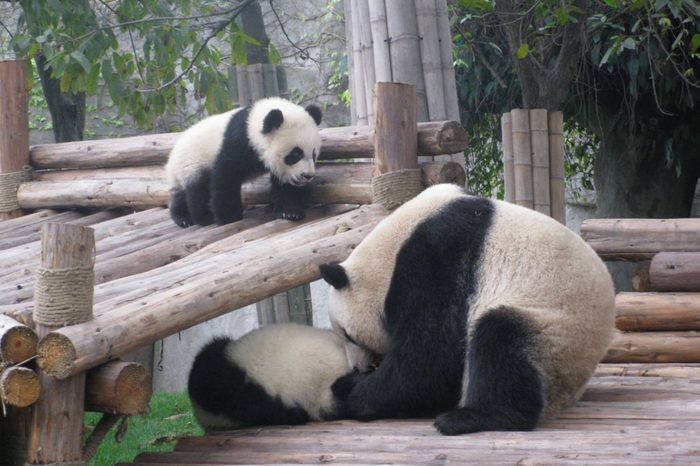 Panda family of 3