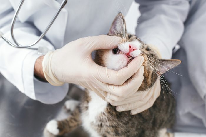 Cat Cancer Signs 11 to Look Out For