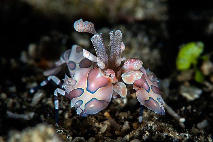 harlequin shrimp walking on the black sand in Lembeh, Indonesia. these species live in crack of rock and eat starfish