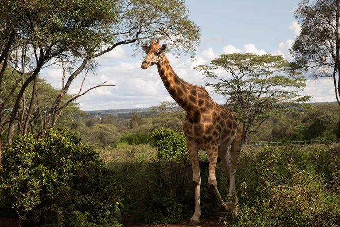 A wild giraffe walk though the brushwood grasslands in Giraffe centre in Nairobi Kenya