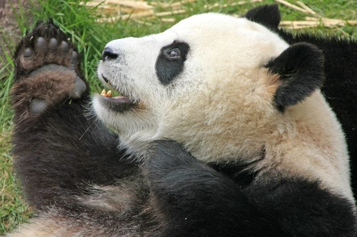 Giant panda bear (Ailuropoda Melanoleuca), China