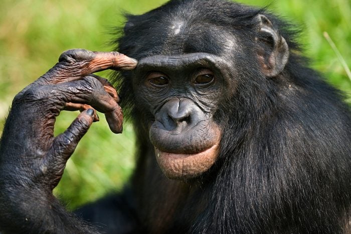 Portrait of a Bonobo. Democratic Republic of the Congo.