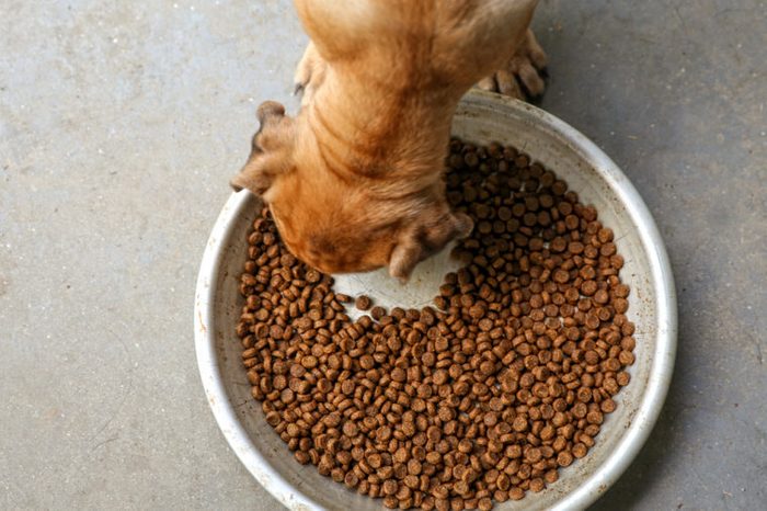 a puppy chowing down on dry dog food kibble in a metal bowl on concrete
