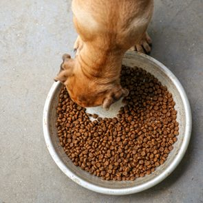 a puppy chowing down on dry dog food kibble in a metal bowl on concrete
