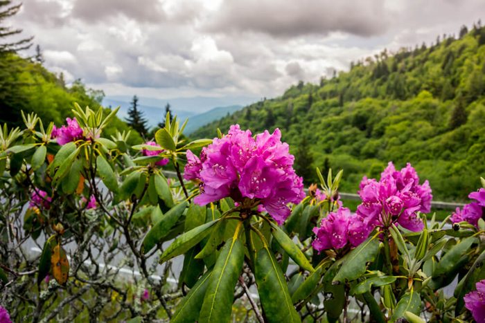 Brilliant purple rhododendron near the road that runs through Great Smoky Mountain National Park