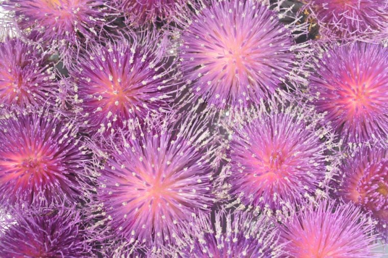 Background from pink Milk thistle