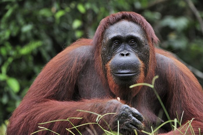 Orangutan Portrait. Portrait of the adult male of the adult orangutan in the wild nature. Island Borneo. Indonesia.