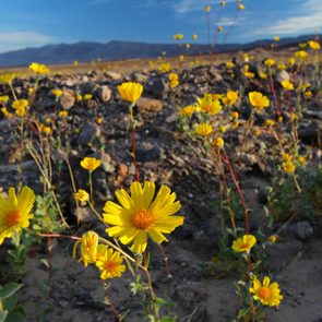 Super bloom of wildflowers, desert sunflower, Death Valley National Park, California, Spring 2016