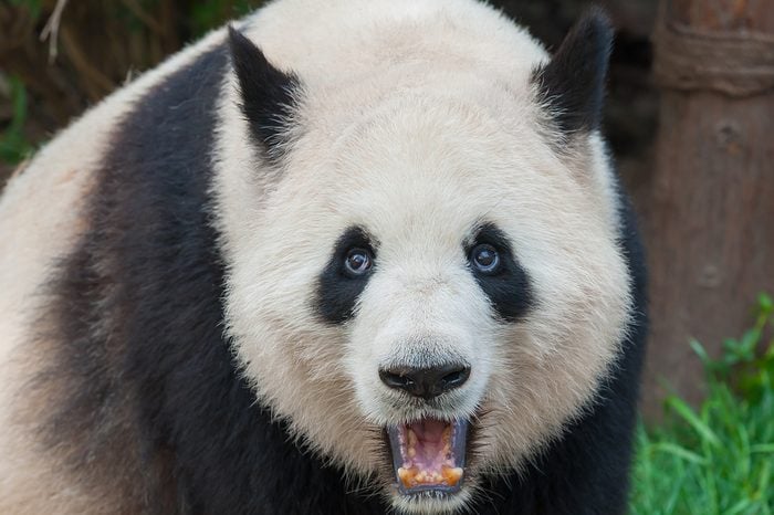 An adult giant panda bear