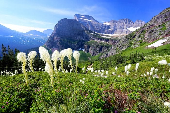 Bear grass and beautiful mountain landscape Glacier National Park