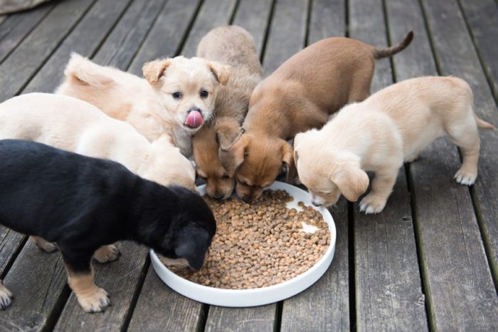 Terrier Mix Puppies Eating from Communal Bowl Outside on Wooden Deck