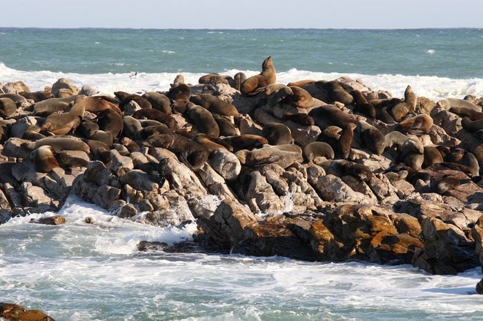 colony of Cape fur seal, Arctocephalus pusillus pusillus at Geyser Rock, on the Shark Alley, Gansbaai, South Africa, Atlantic Ocean