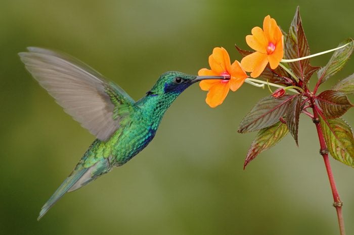 Green and blue hummingbird Sparkling Violetear flying next to beautiful yelow flower. Bird from Ecuador, tropical mountain forest. Wildlife scene from nature. Birdwatching in South America.