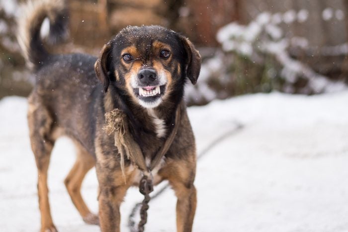 Barking enraged angry dog outdoors. looks aggressive, dangerous and may be infected by rabies. Angry dog in the snow. Furious dog. Angry and aggressive dog showing teeth