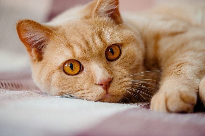 British Shorthair Cat lying down