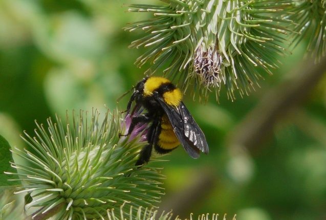 American Bumblebee (Bombus pennsylvanicus) on Thistle (Cirsium sp.)
