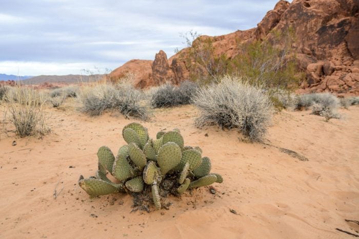 Close up of a cactus in the Valley of Fire, Nevada, USA. Succulents and other desert vegetation in sandy dunes, sky and red rocks in the background. Vegetation of an arid region in the United States.