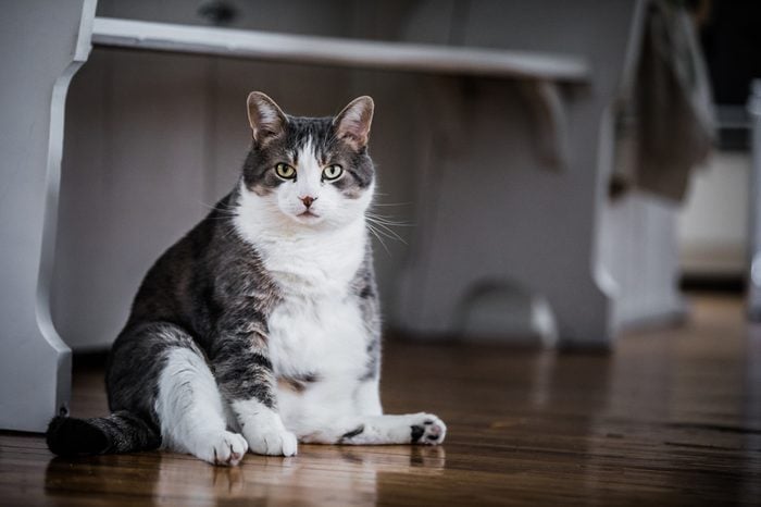 Funny Fat Cat Sitting in the Kitchen and Probably Waiting for some more Food